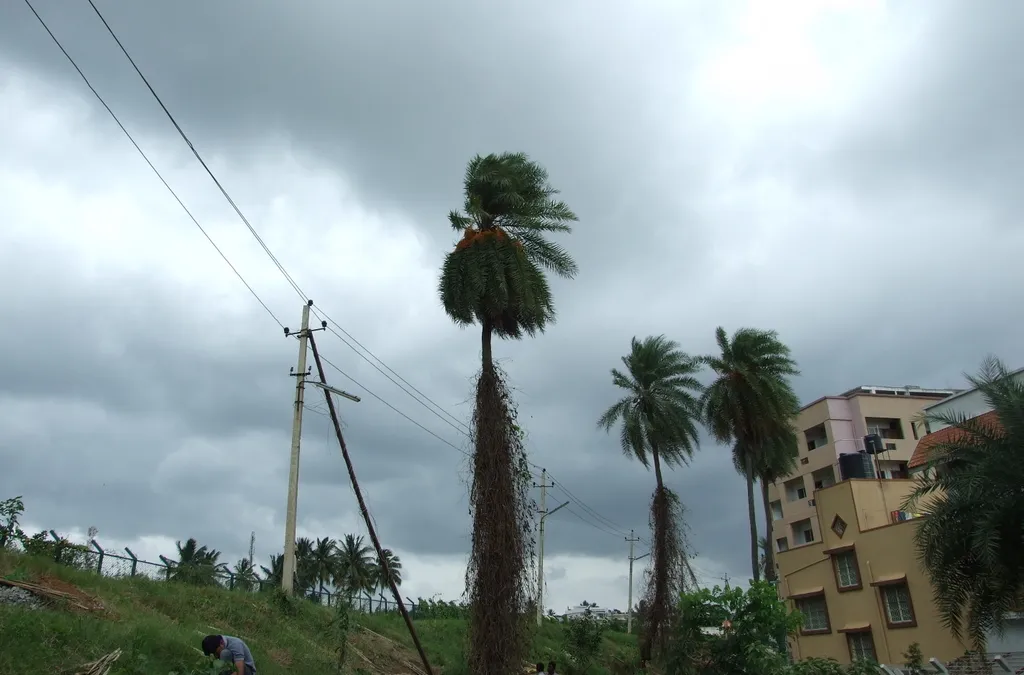 Planting Trees in Gottigere